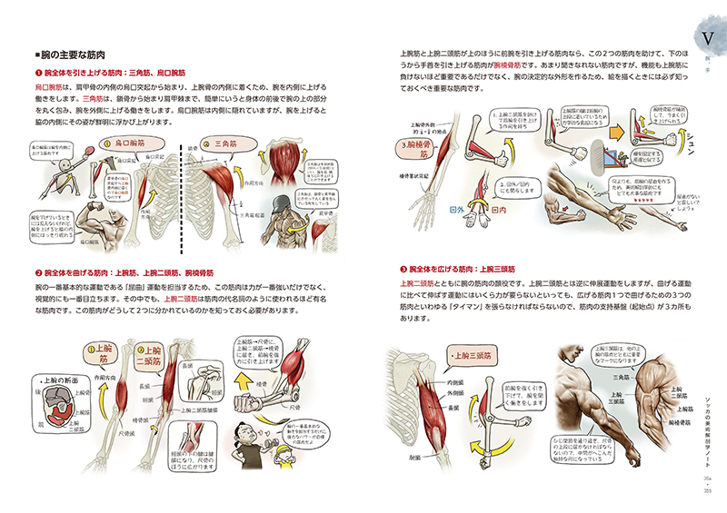 ソッカの美術解剖学ノート | Ohmsha