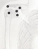 5･14･1　肩関節正面像