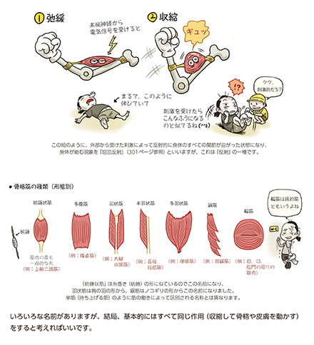 ソッカの美術解剖学ノート | Ohmsha