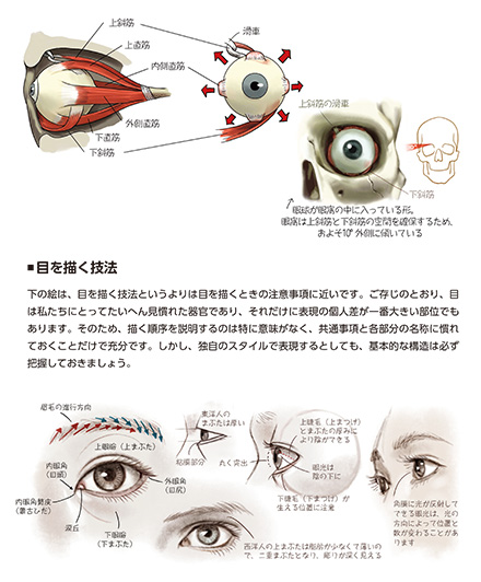 ソッカの美術解剖学ノート | Ohmsha