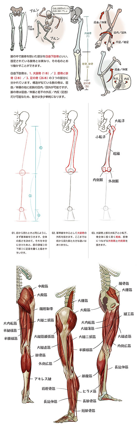 ソッカの美術解剖学ノート | Ohmsha